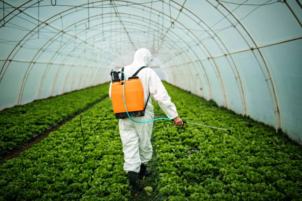 Best Affordable Pest Control Services  in Gold Canyon, AZ