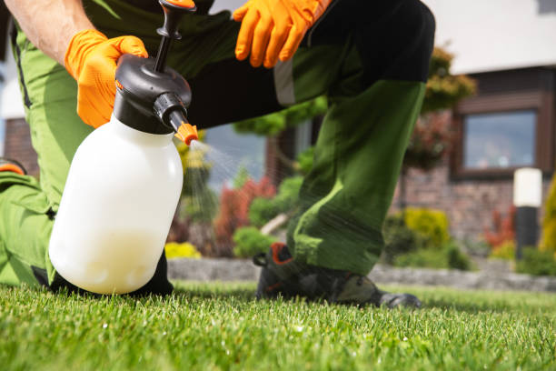 Best Termite Control Services  in Gold Canyon, AZ