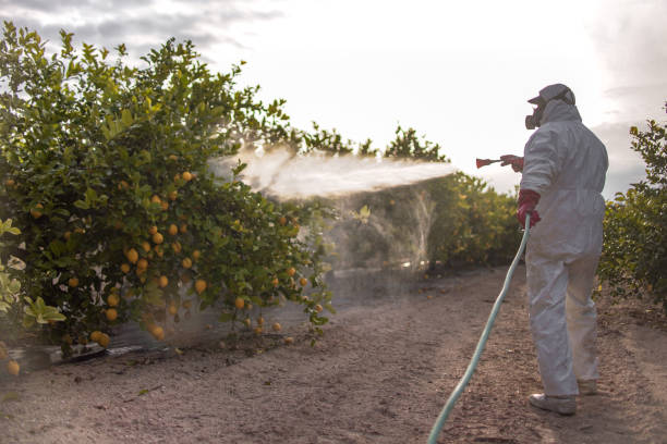 Best Exterminator Services  in Gold Canyon, AZ