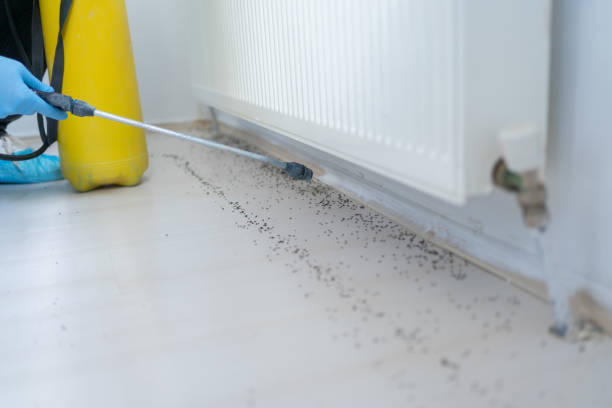 Best Residential Pest Control  in Gold Canyon, AZ